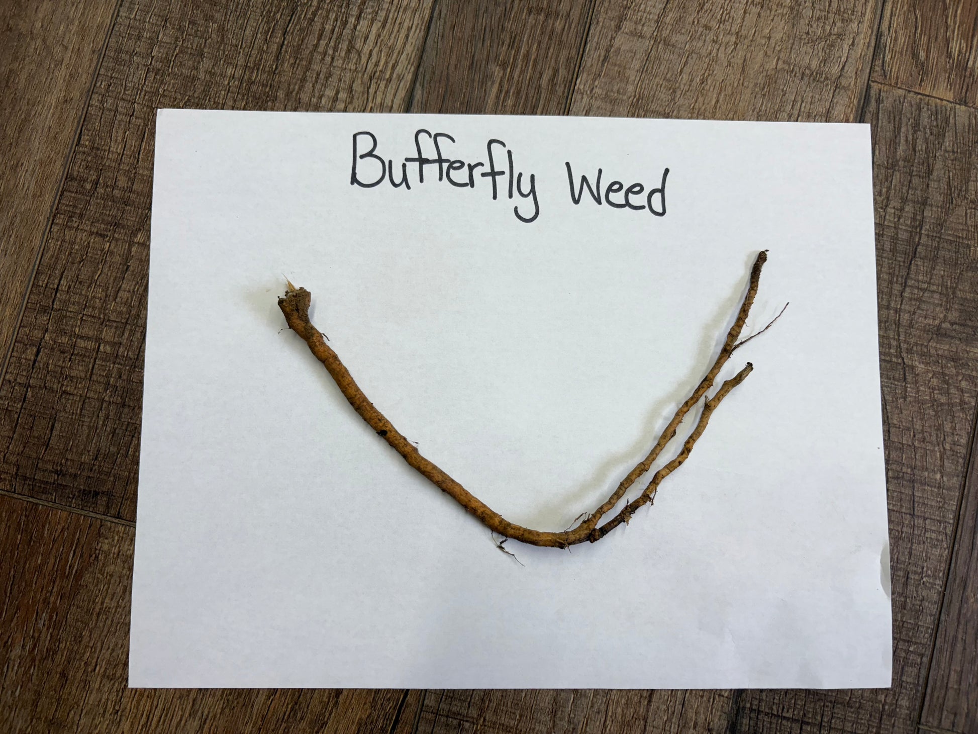Branch labeled 'Bufferfly Weed' on a white paper with a wooden background