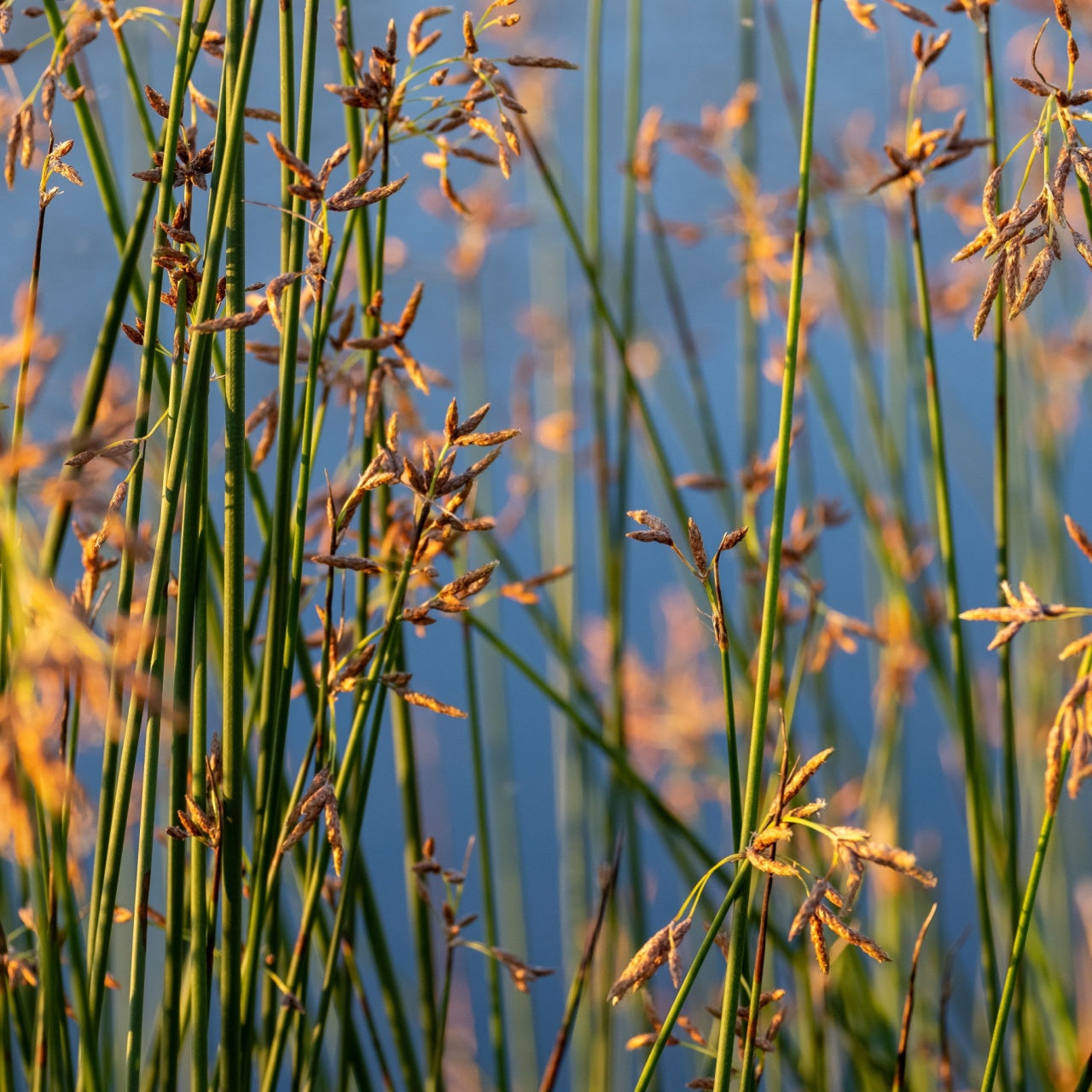 Shop Bulrush Plant online at TN Nursery
