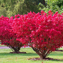 Burning Bush Shrub