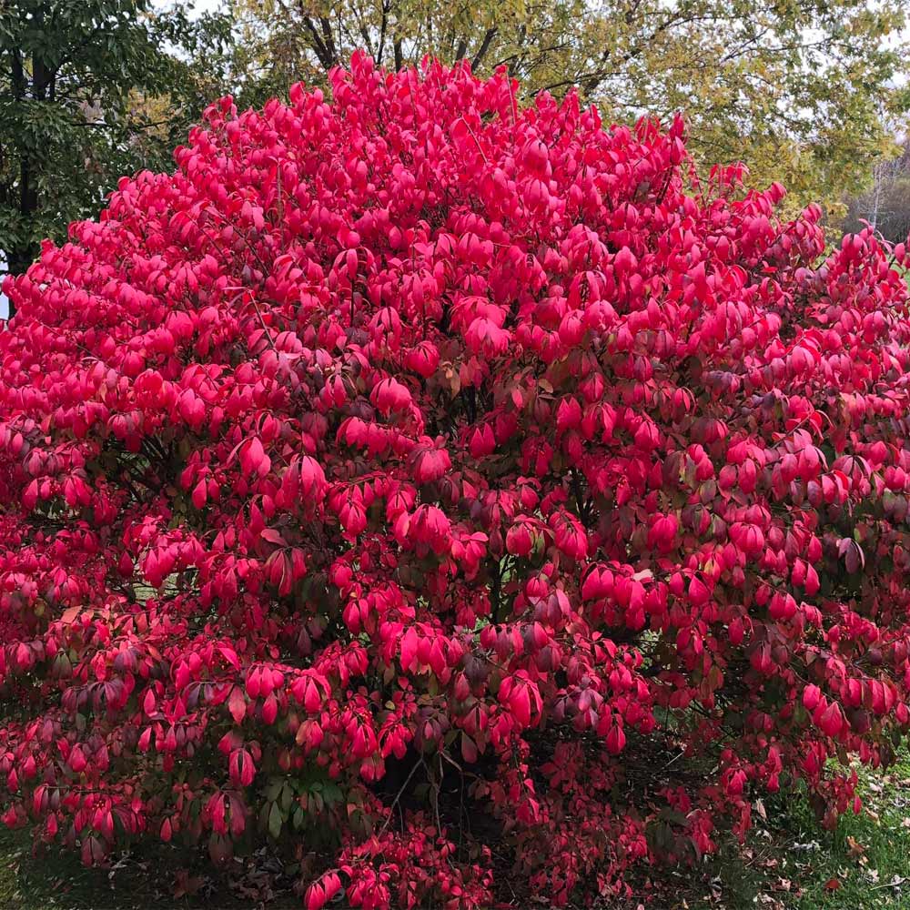Shop sale on Burning Bush Shrub online at TN Nursery