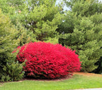 Buy 1 get 1 free sale on Burning Bush Shrub online at TN Nursery