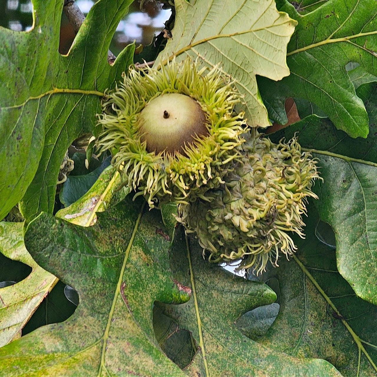 Bur Oak Acorns on a tree