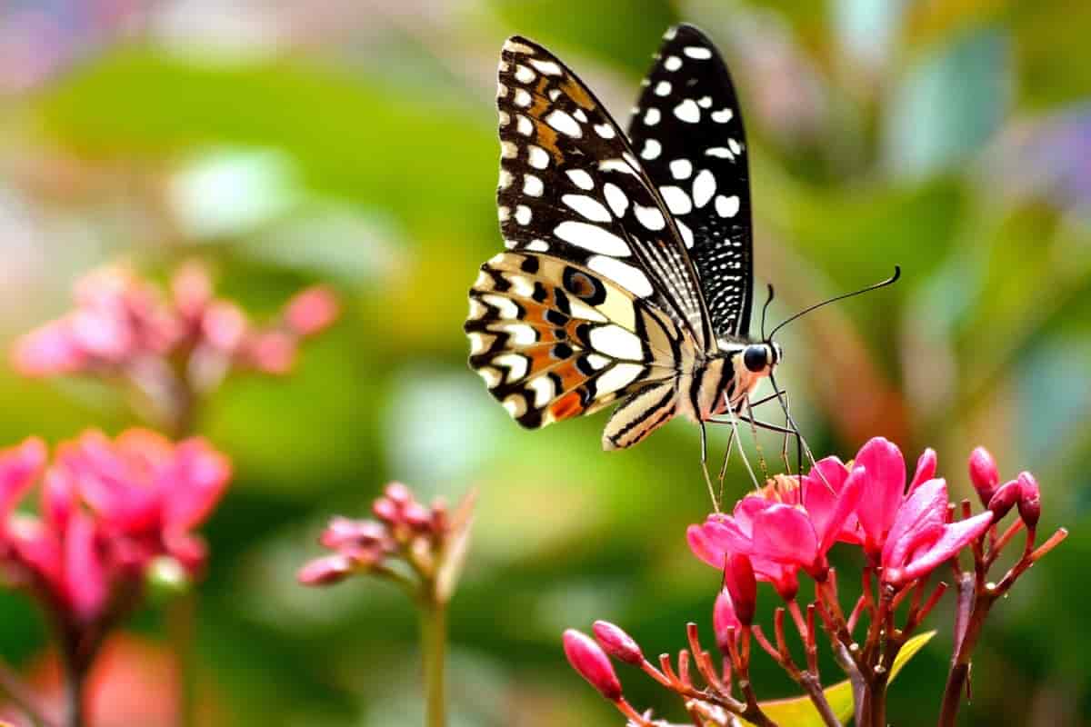 Black and white butterfly with orange accents feeding on pink nectar-rich flowers in a pollinator-friendly garden – from TN Nursery.