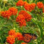 Shop Butterfly Milkweed Plant online at TN Nursery 