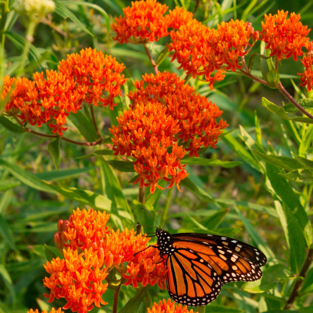 Shop Butterfly Milkweed Plant online at TN Nursery 