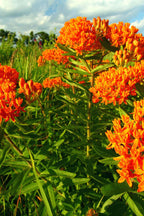 Shop sale on Butterfly Milkweed Plant online at TN Nursery 
