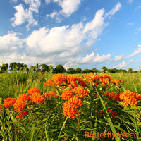 Field of orange butterfly weed flowers with a blue sky and white clouds.