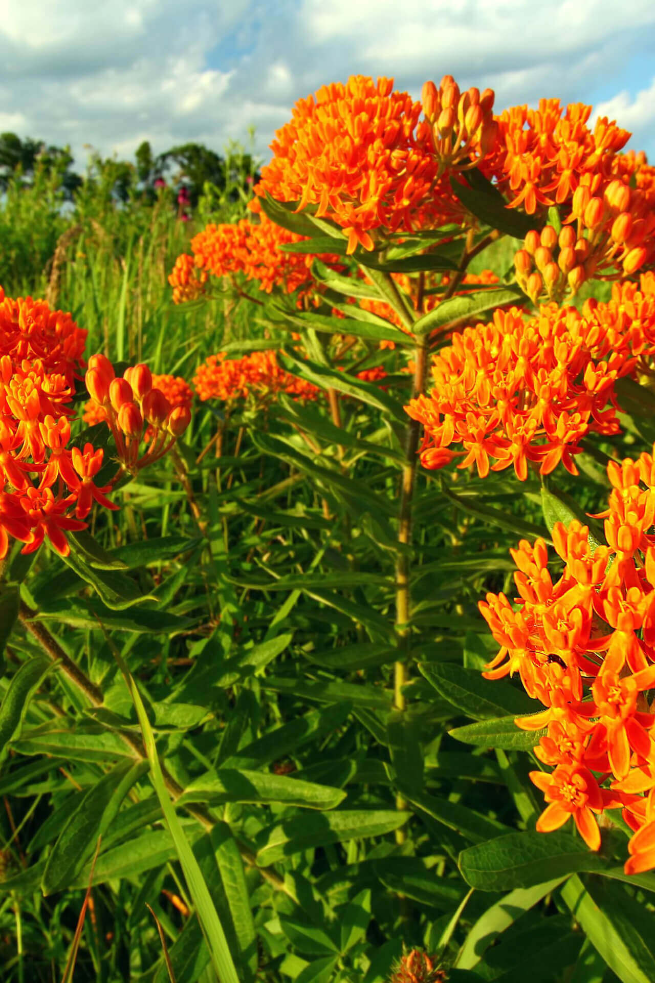 Buy 1 get 1 free sale on Butterfly Weed online at TN Nursery 