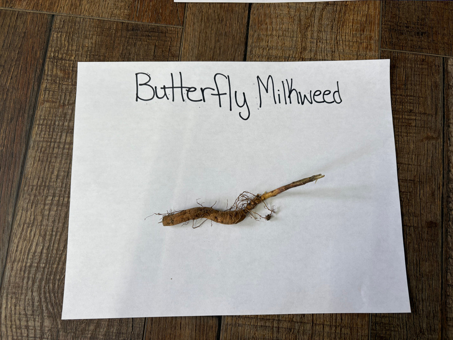 Butterfly milkweed plant on a piece of paper labeled 'Butterfly Milkweed' on a wooden surface.