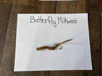 Butterfly milkweed plant on a piece of paper labeled 'Butterfly Milkweed' on a wooden surface.