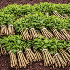 Shop Button Bush Live Stakes online at TN Nursery