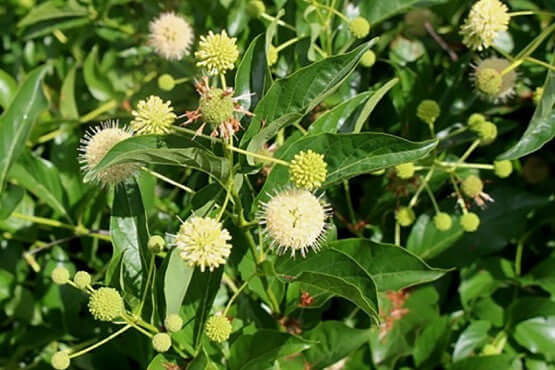 Shop sale on Button Bush Live Stakes online at TN Nursery