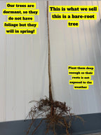 Apple Trees - Pack of 25