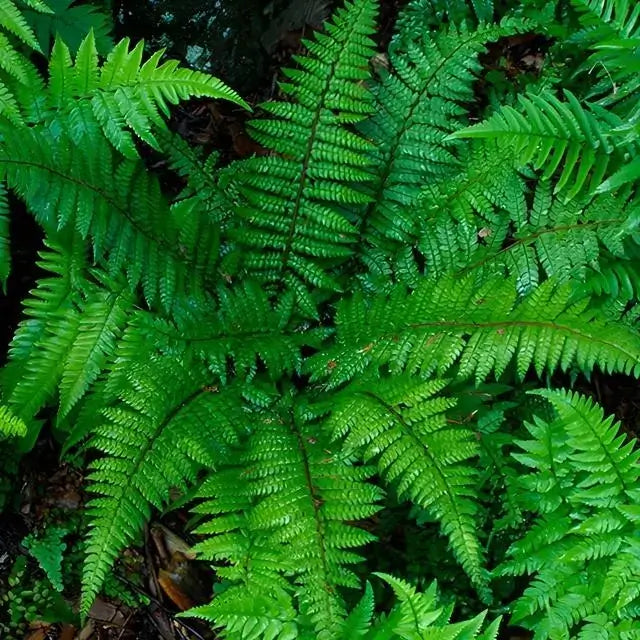 Christams Ferns Sale Buy 1 Get 1 Free