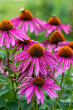 Big sale on Coneflowers at TN Nursery