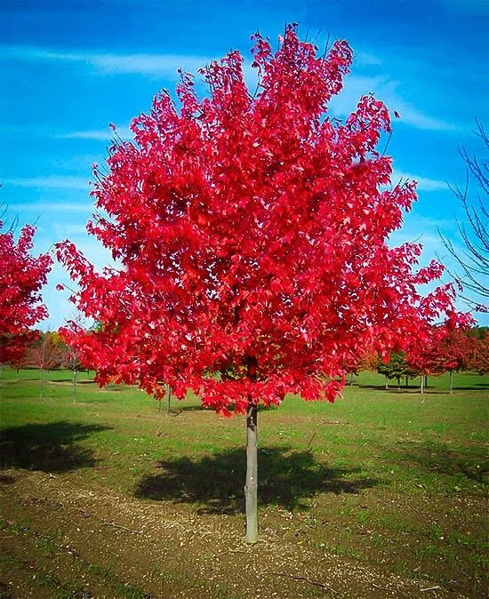 Red Maple Trees For Sale Online