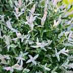 Snow White Willow shrubs on sale at TN Nursery