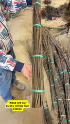 buy pussy willow live stakes at tn nursery