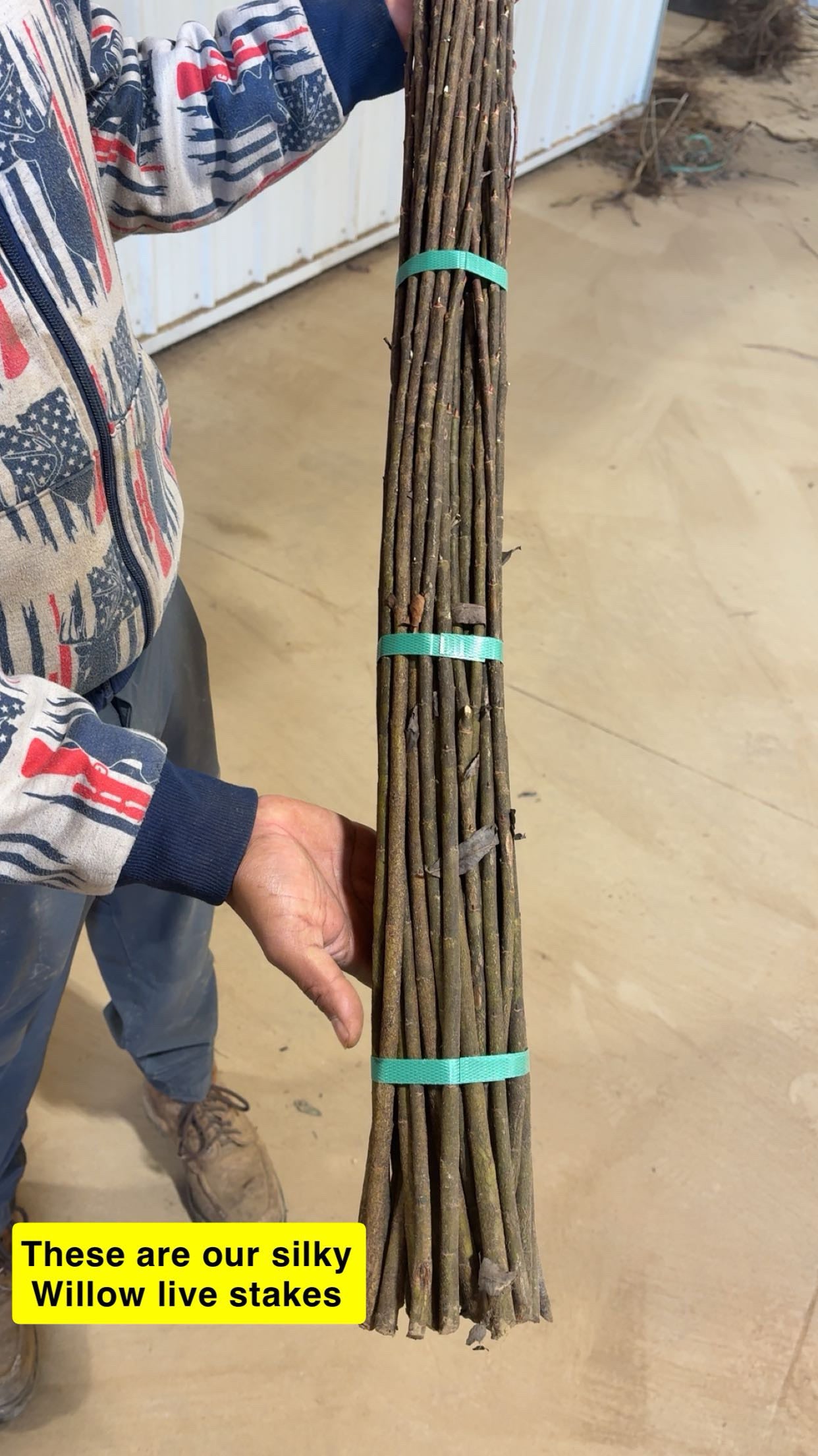 Silky willow live stakes for sale - tn nursery