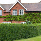 Shop California Privet Hedge online at TN Nursery