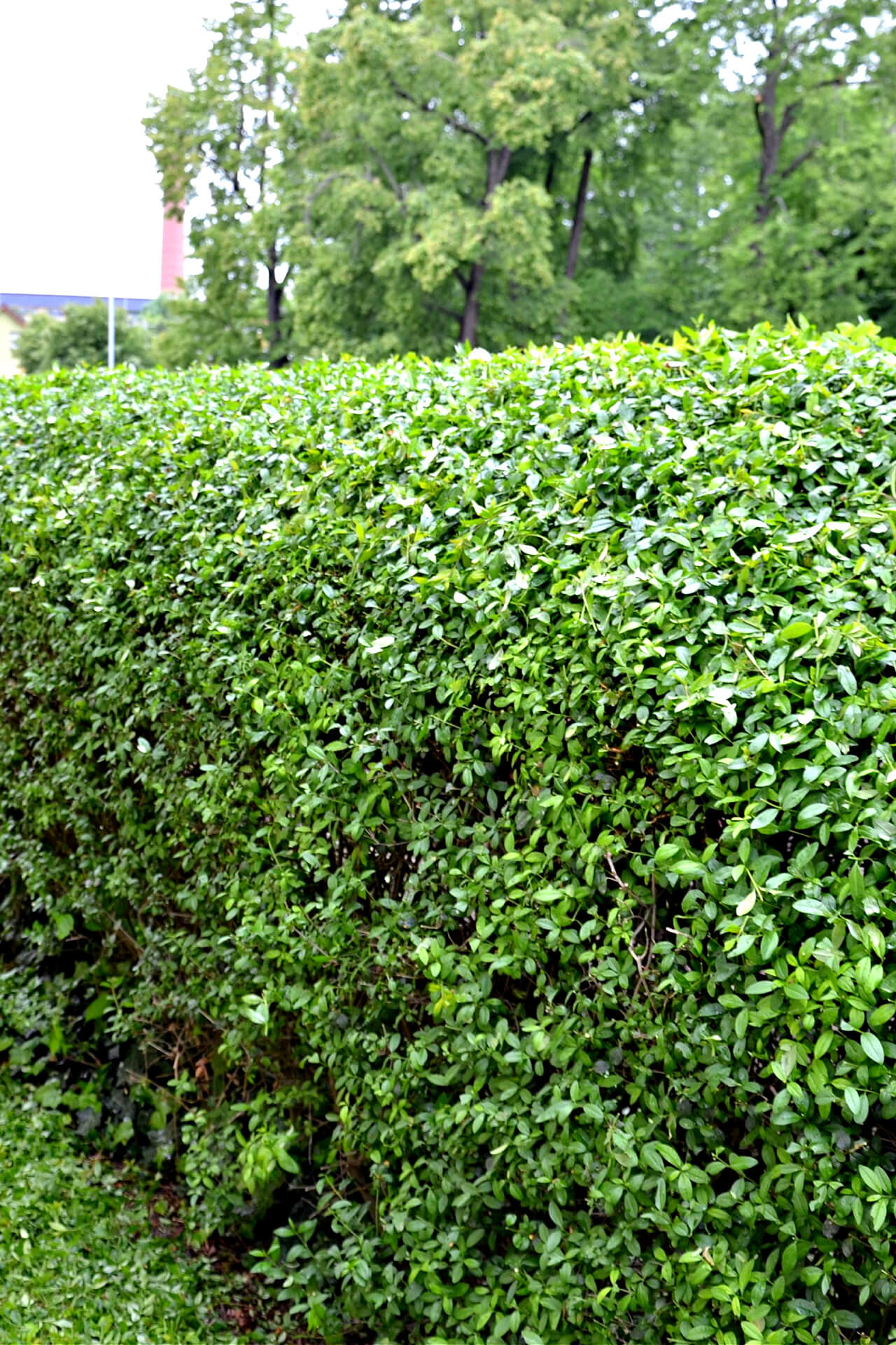 Buy 1 get 1 free sale on California Privet Hedge online at TN Nursery