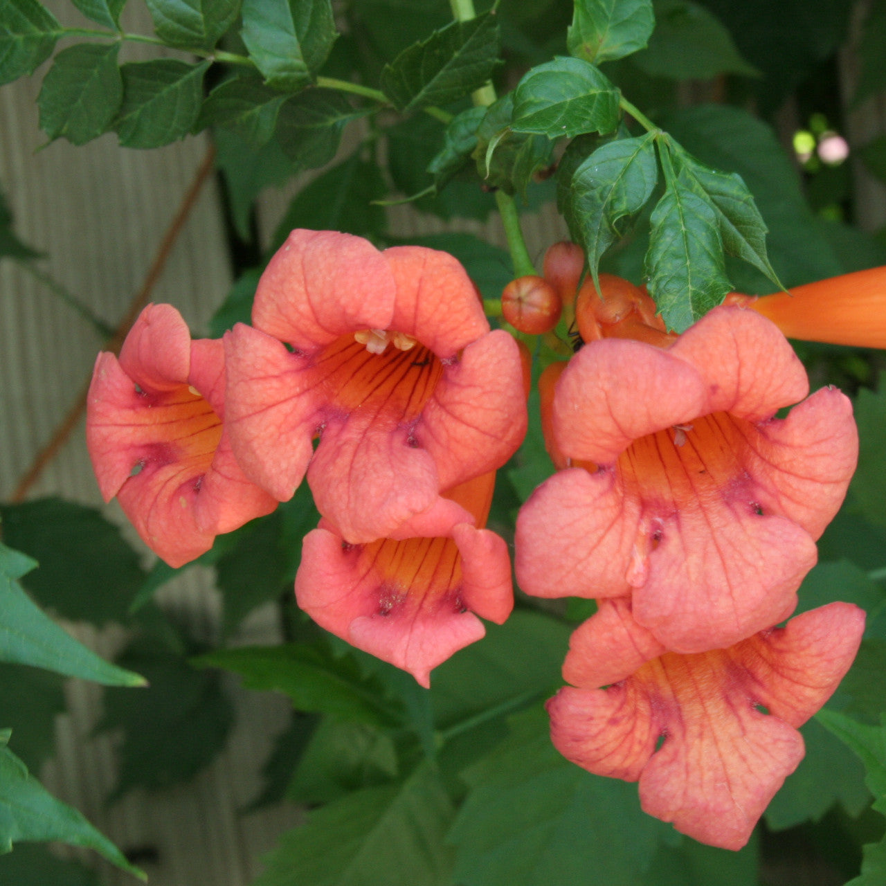 Trellis Plant