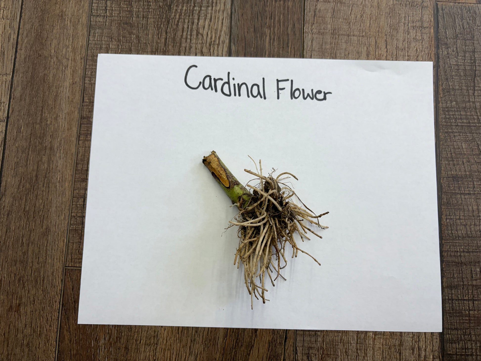 Cardinal flower root on a piece of paper with 'Cardinal Flower' text on a wooden surface