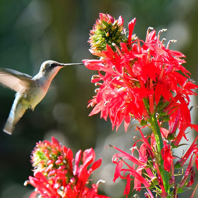 Hummingbird feeding on red flowers with a blurred green background
