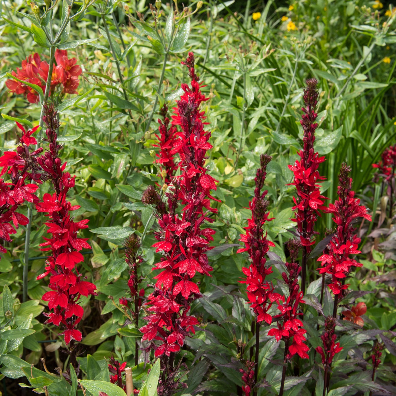 Buy 1 get 1 free sale on Cardinal Lobelia Plant online at TN Nursery