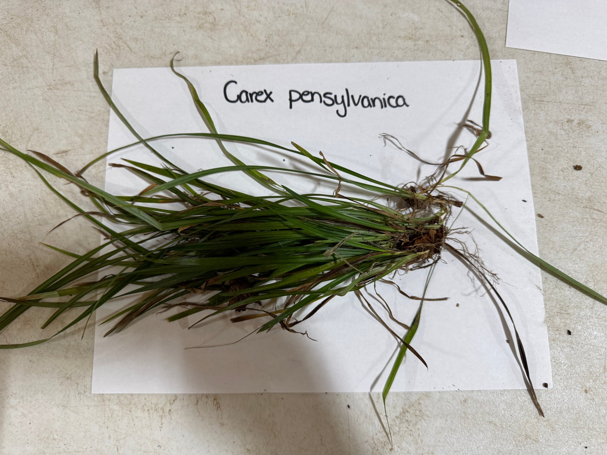 Grass specimen labeled 'Carex pensylvanica' on a white paper with a beige background