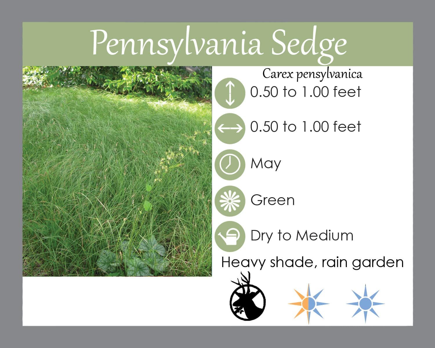 Carex Pensylvanica