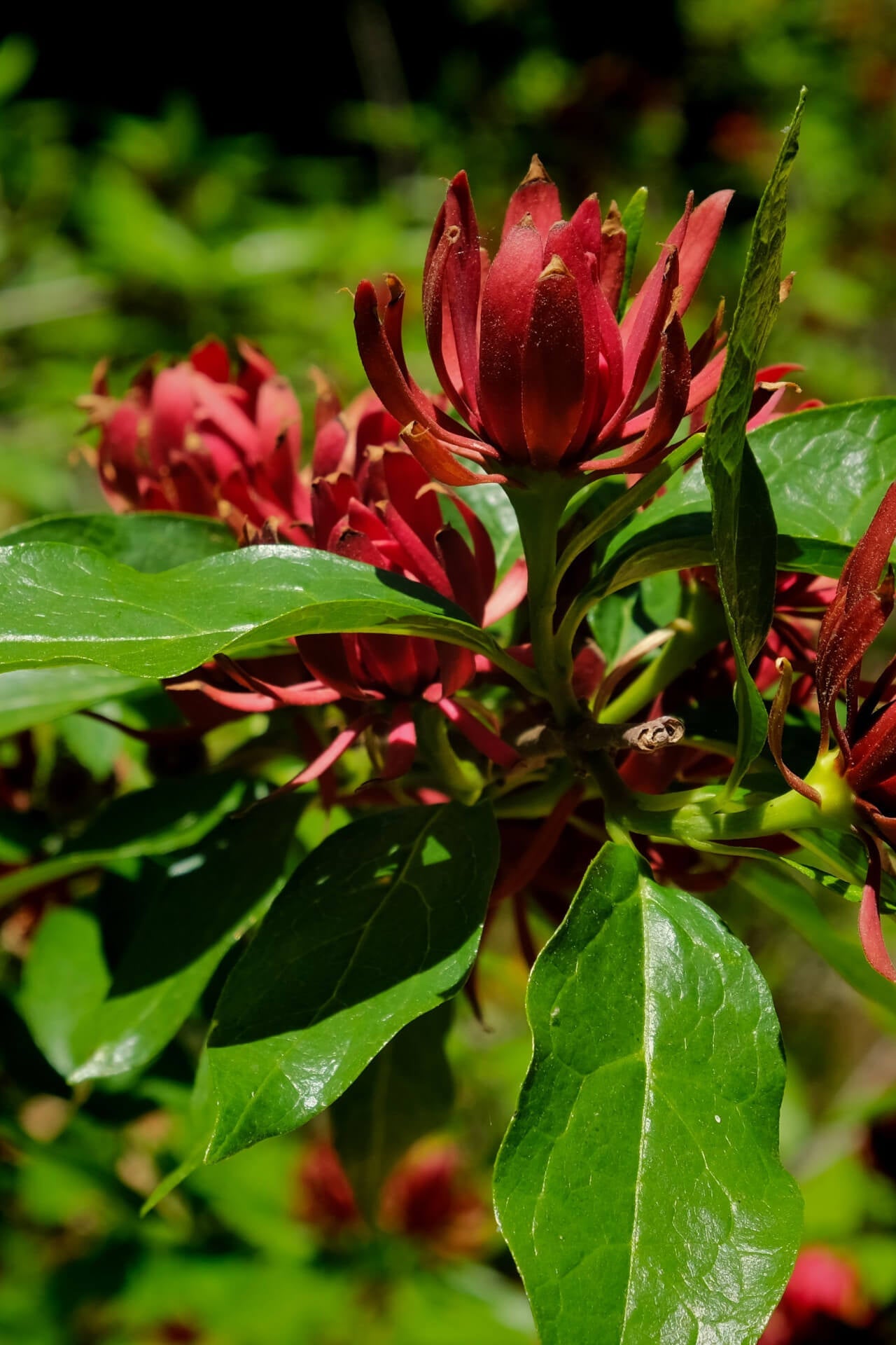 Shop Carolina Allspice Shrub online at TN Nursery