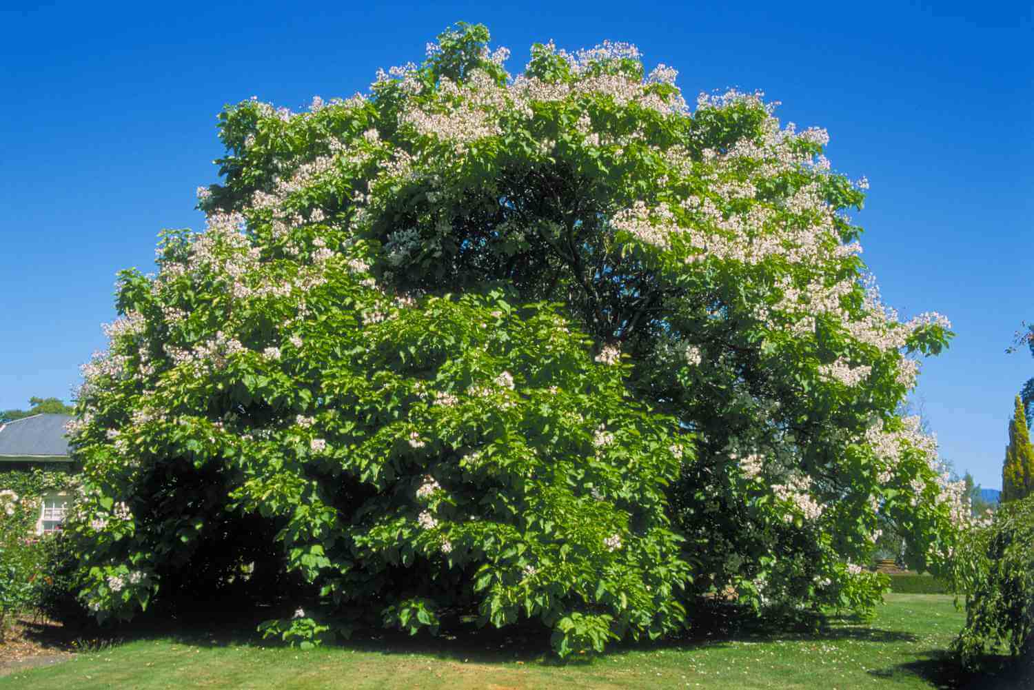 Buy Catalpa Trees at TN Nursery 