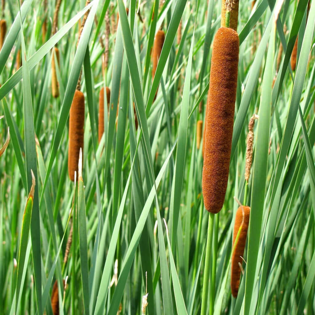 Shop Cattail Plant online at TN Nursery 