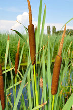 Buy 1 get 1 free sale on Cattail Plant online at TN Nursery 