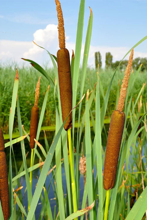 Buy 1 get 1 free sale on Cattail Plant online at TN Nursery 