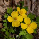 Celandine Poppy Plant