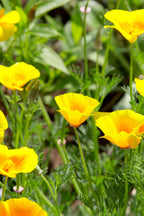 Shop sale on Celandine Poppy Plant online at TN Nursery