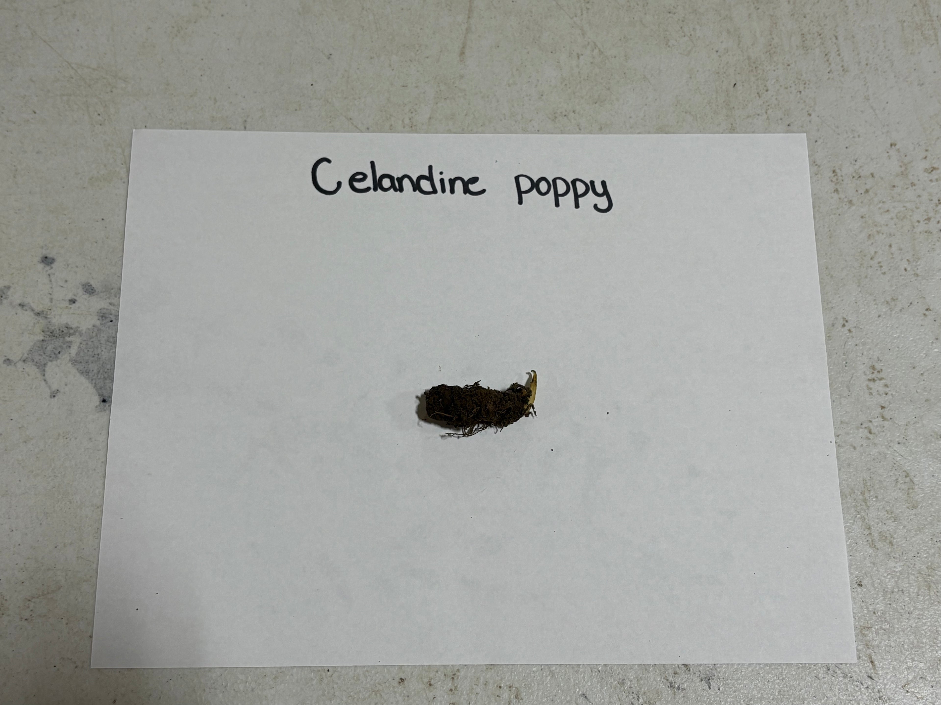 Small sample of celandine poppy on a white card with 'Celandine poppy' text, placed on a textured surface.