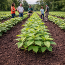Chestnut Oak Seedlings