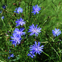 Chicory Plant