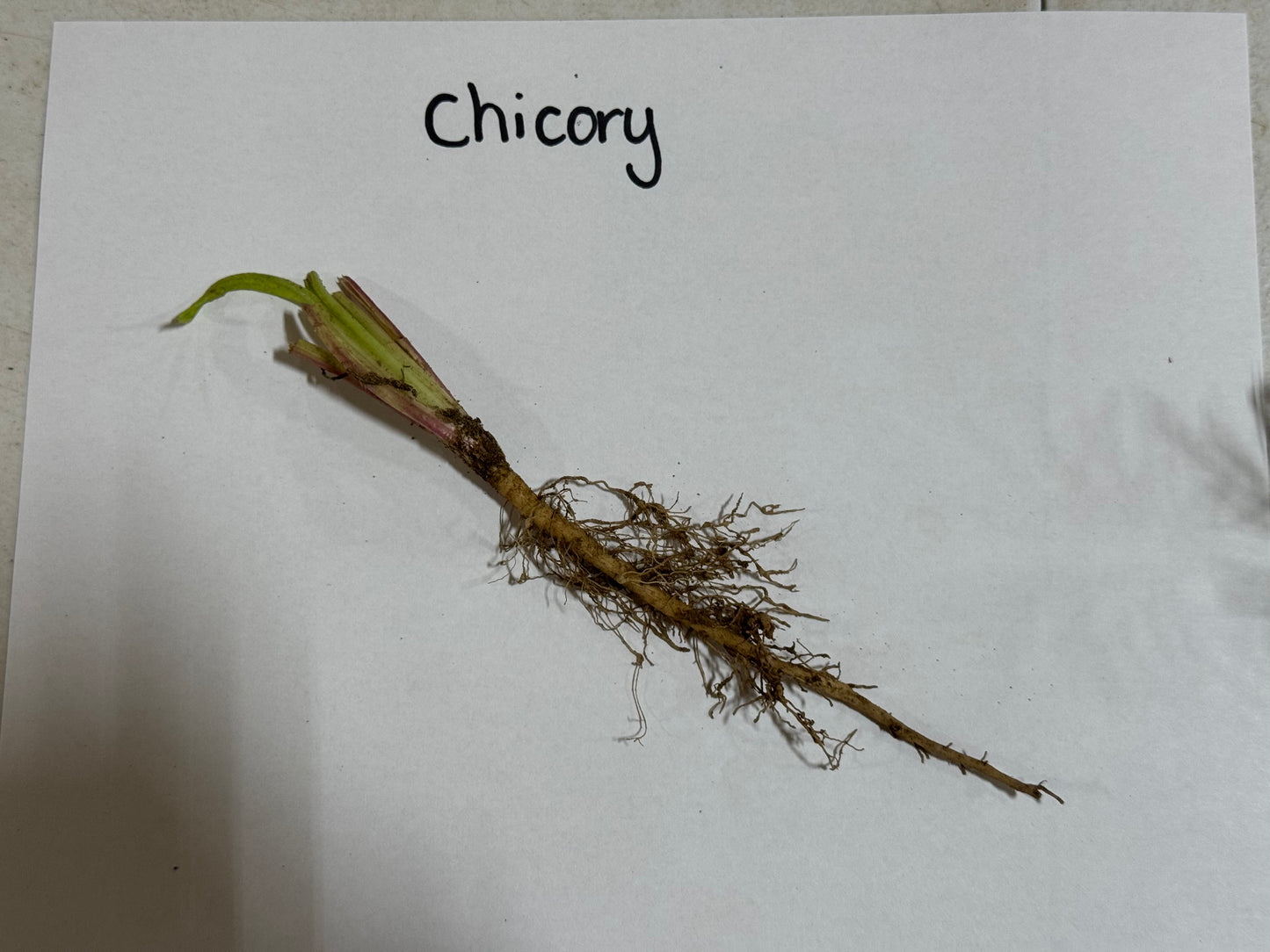 Chicory root on a white background with 'Chicory' text