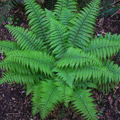A vibrant green Christmas Fern with lush fronds growing in the ground.