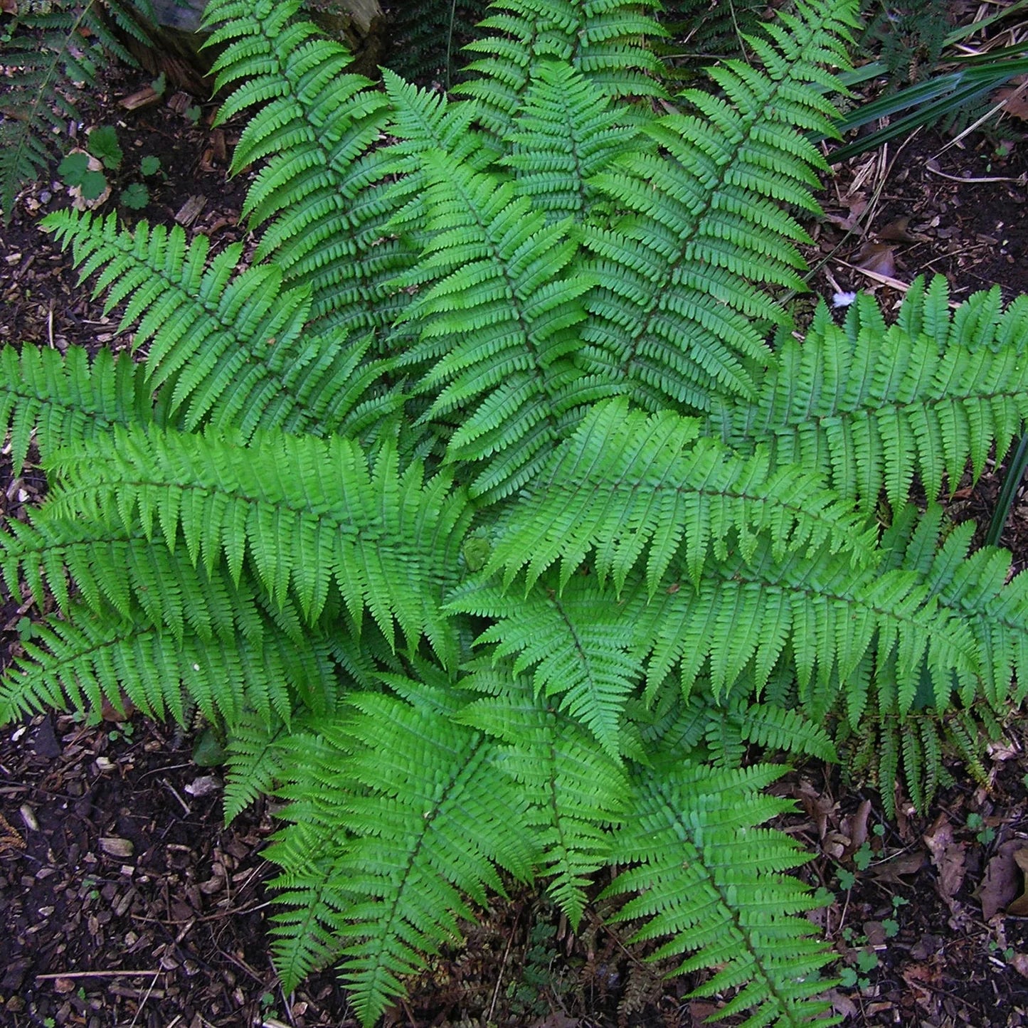 Buy Christmas Ferns Online