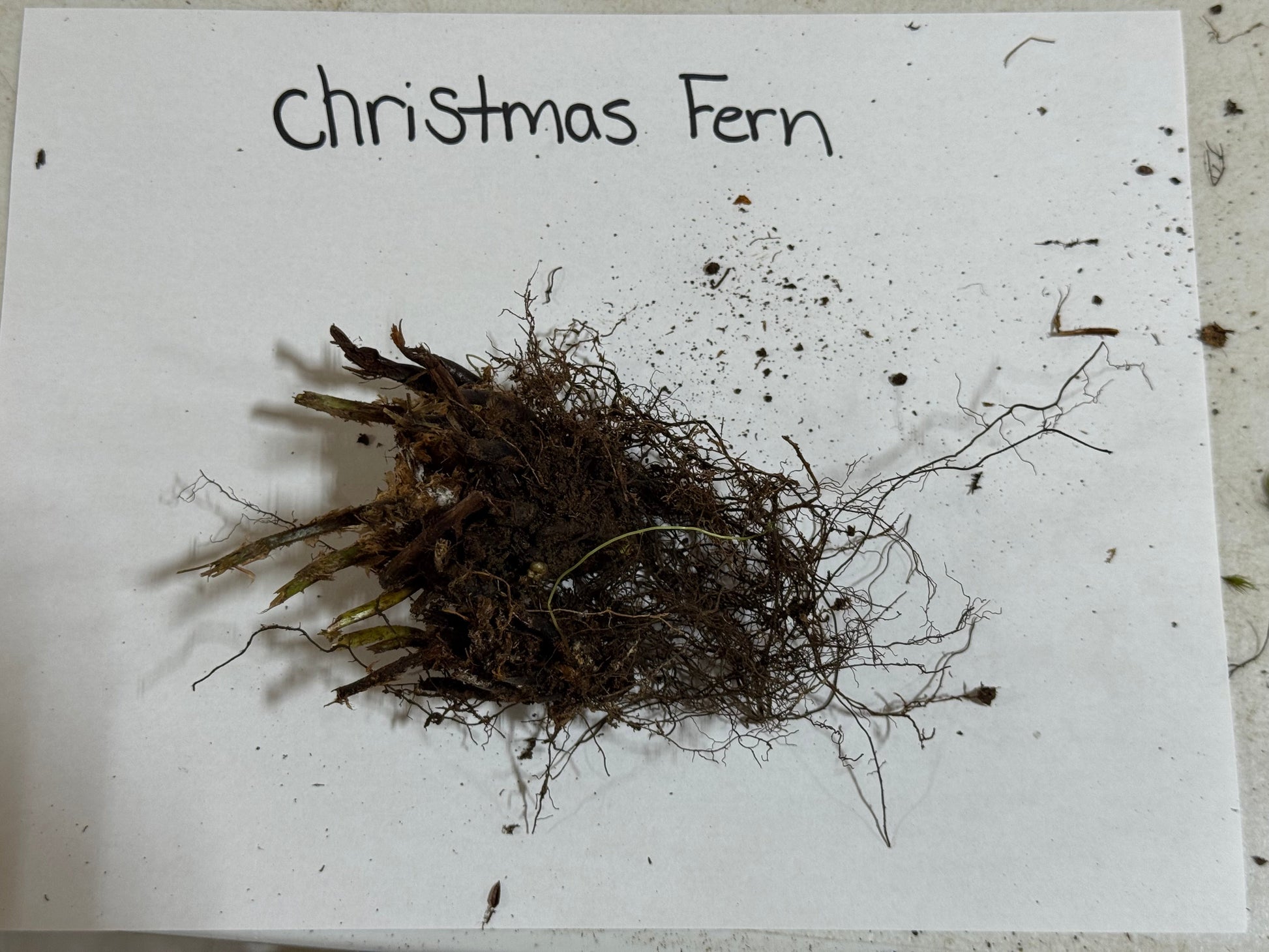 Christmas fern roots