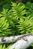 Bright green cinnamon fern fronds growing in a woodland setting
