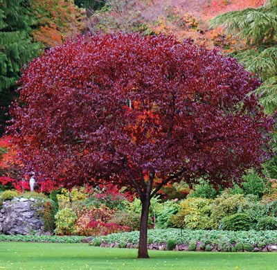 Cistena Plum Tree With Beautiful Foliage