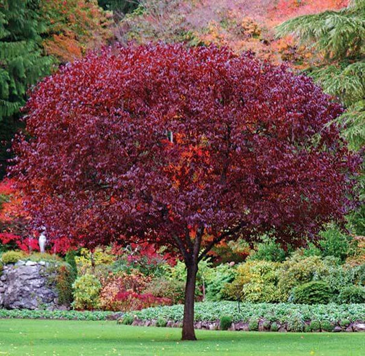 Cistena Plum Tree With Beautiful Foliage