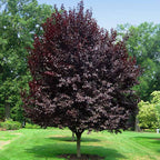 Cistena Plum Tree with dense burgundy leaves on green lawn
