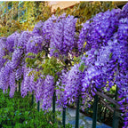 Shop Climbing Wisteria Vine online at TN Nursery 